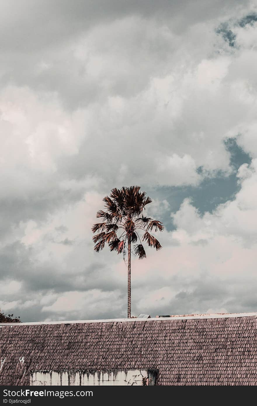 Brown Leafed Tree Under Cloudy Skies