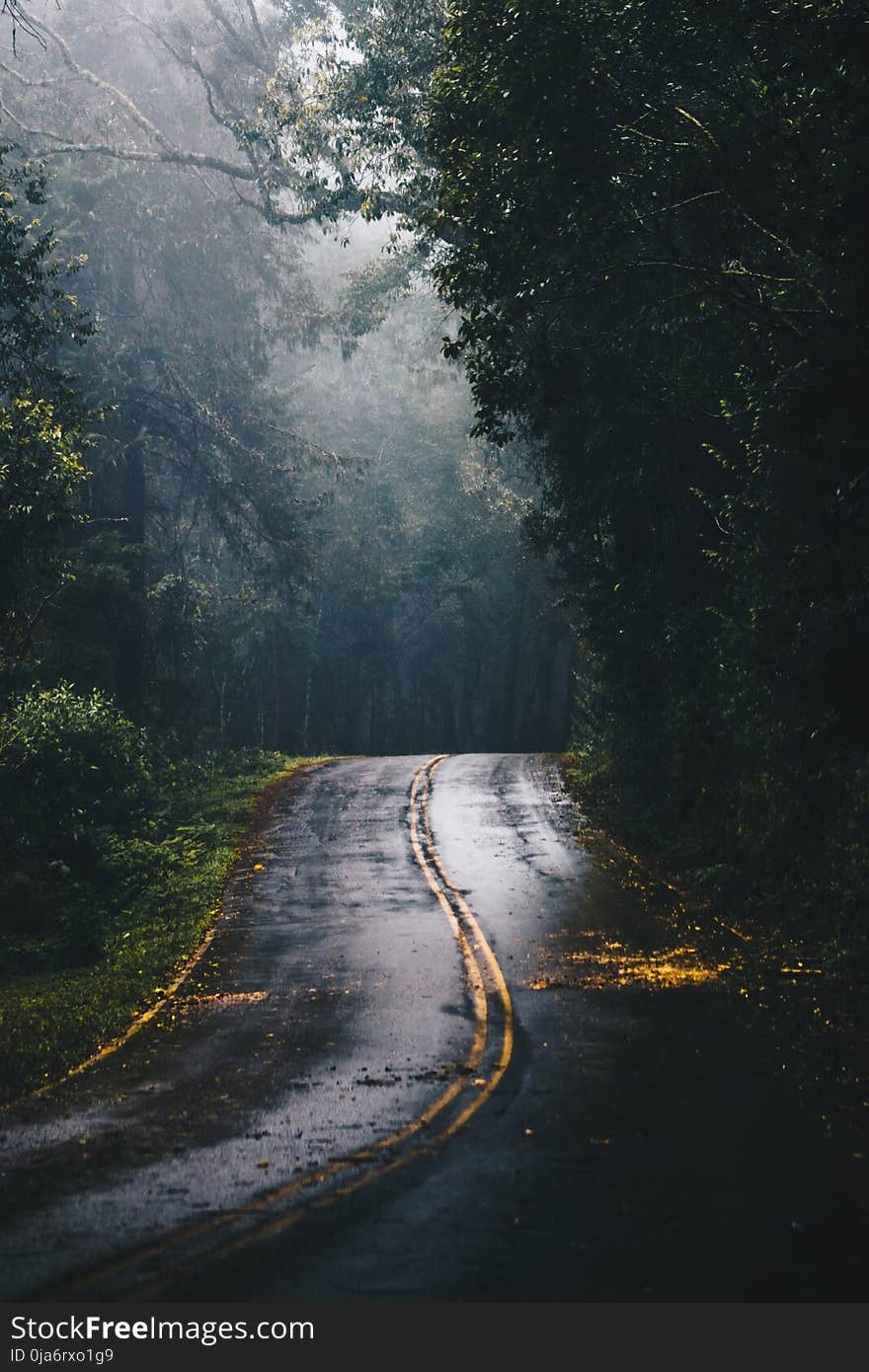 Photo of Gray Concrete Road in the Middle of Jungle during Daylight