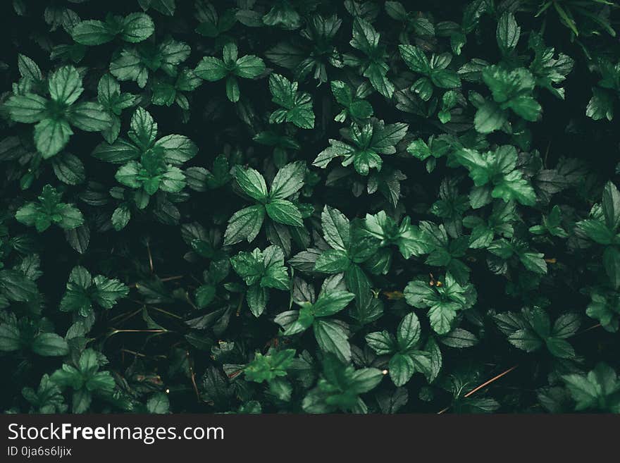 Green Leaf Plant