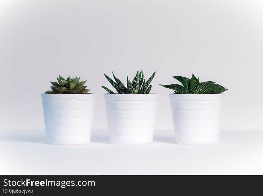 Three Green Assorted Plants in White Ceramic Pots