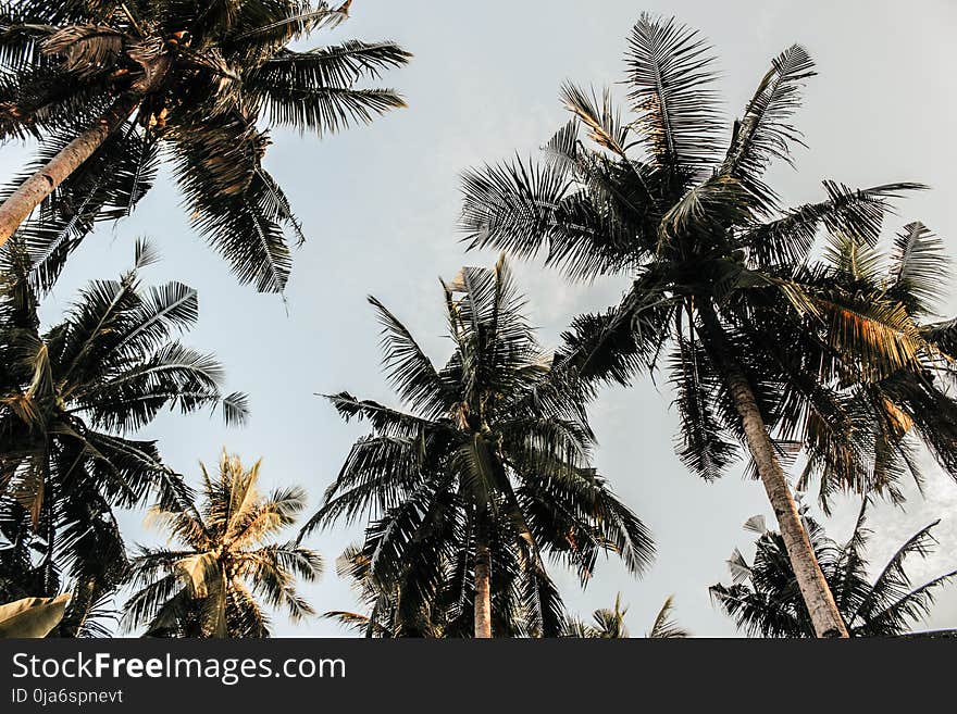 Low-angle Photography Of Coconut Trees