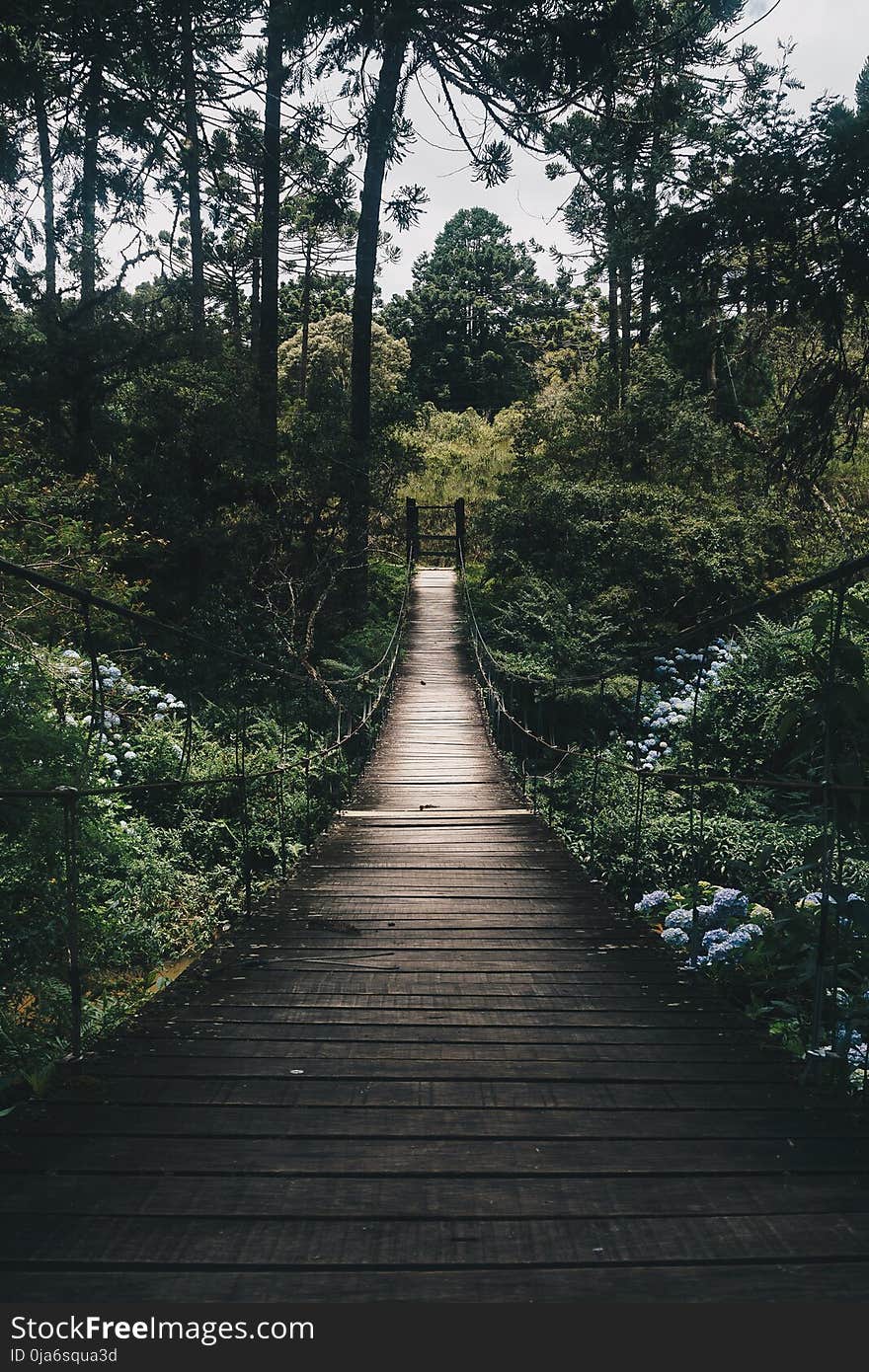 Black Hanging Bridge Surrounded by Green Forest Trees