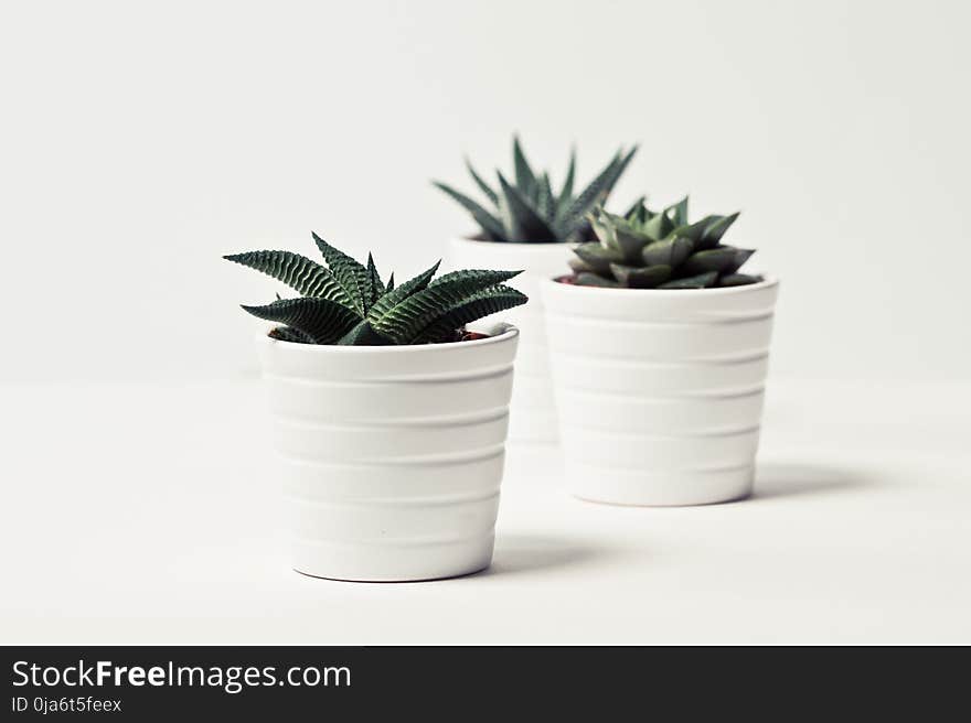 Selective Focus Photography of Three Succulent Plants