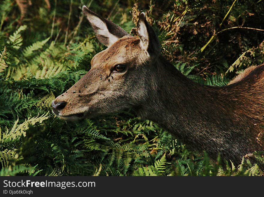 Brown Deer