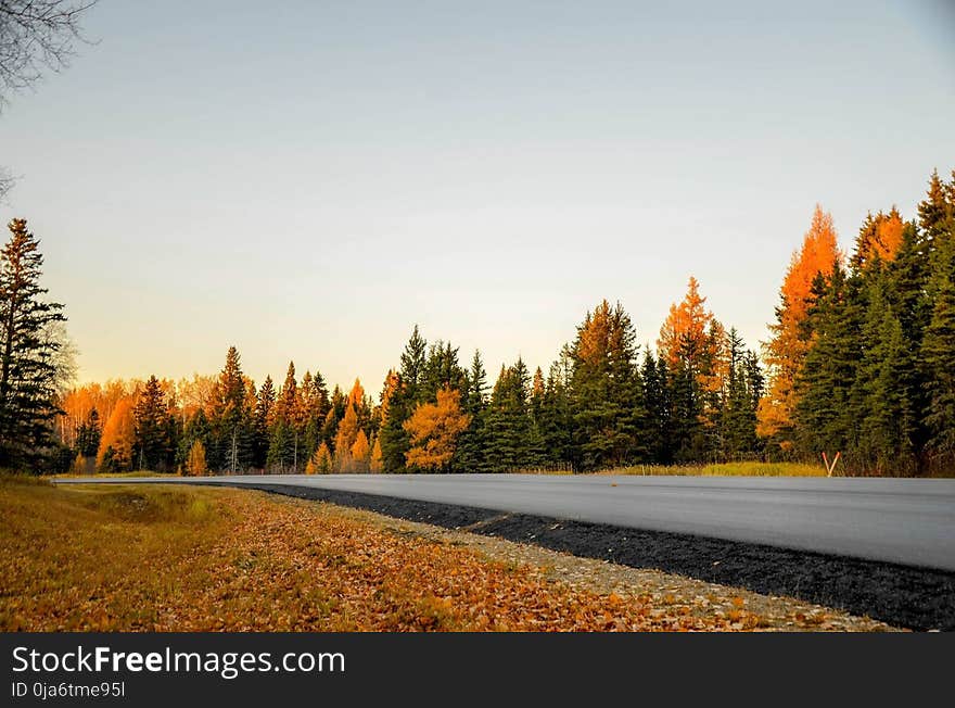 Green Trees Under Gray Sky