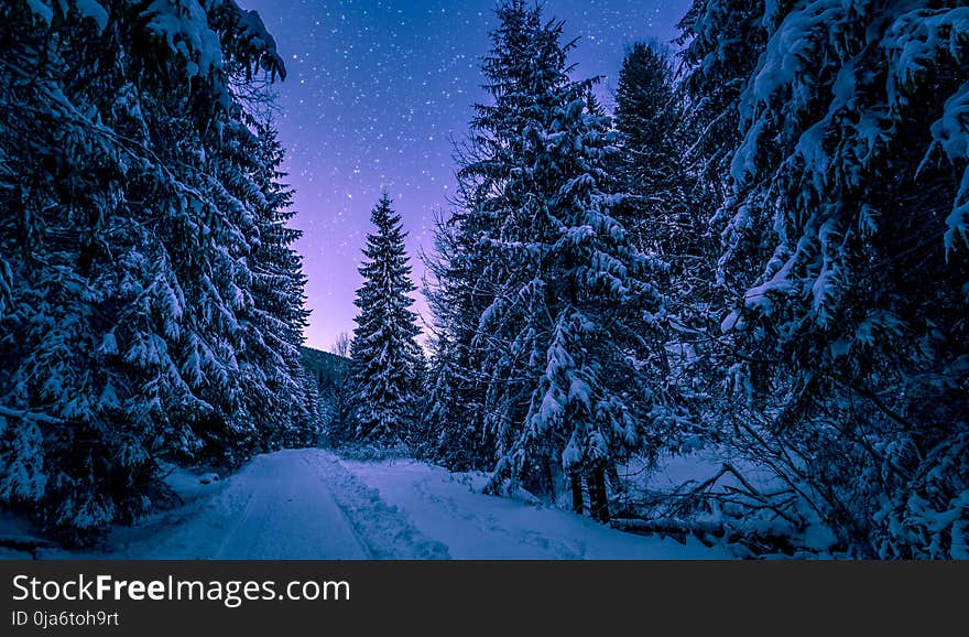 Photography of Trees Covered With Snow