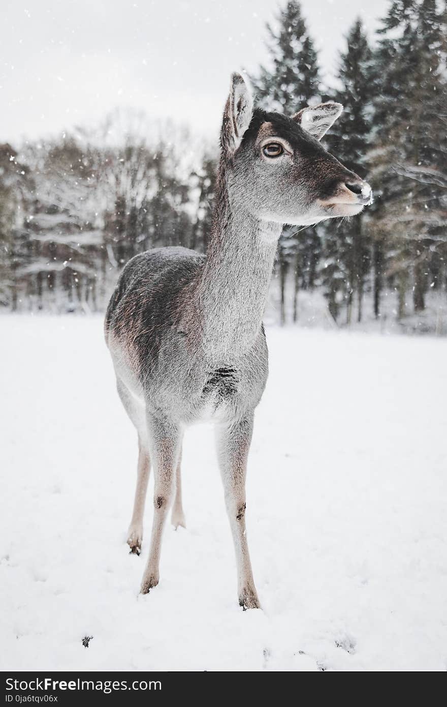 Photo of Deer in the Snow