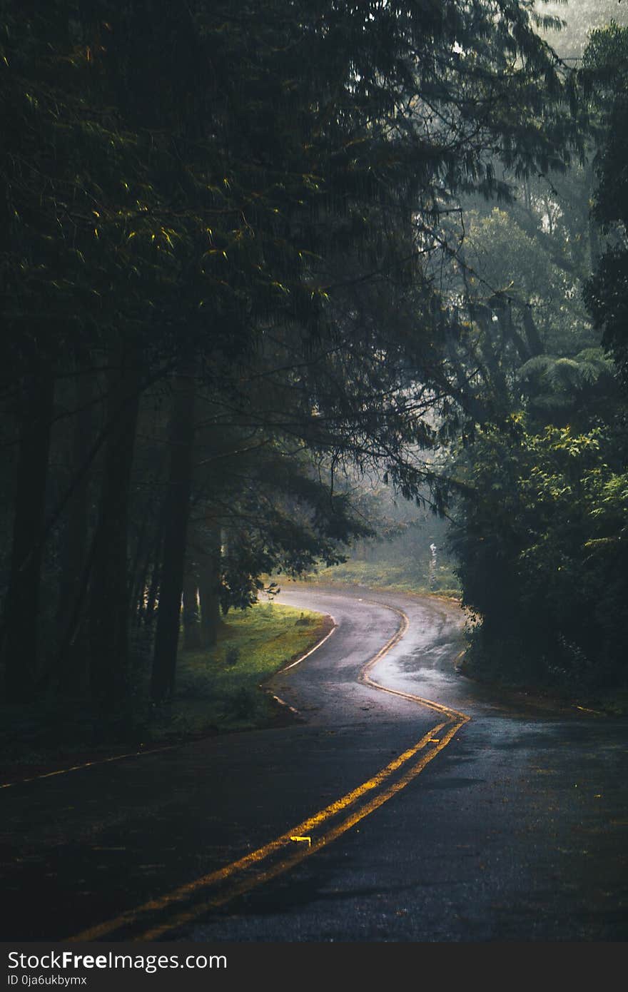 Photography of Asphalt Road Near Trees