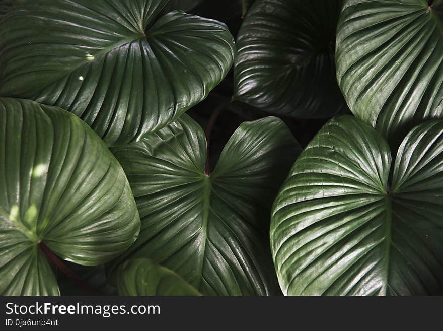 Green Leaf Plant