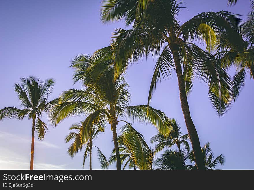 Low Angle Photography Of Coconut Trees