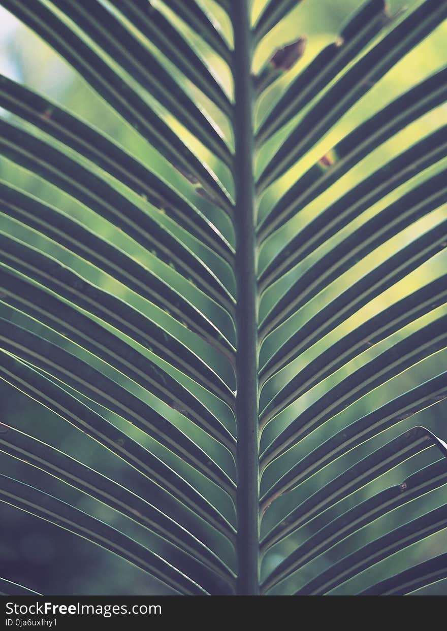 Green Palm Plant