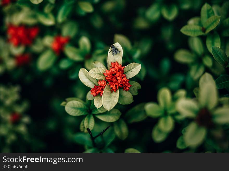 Red Ixora Flowers Closeup Photo