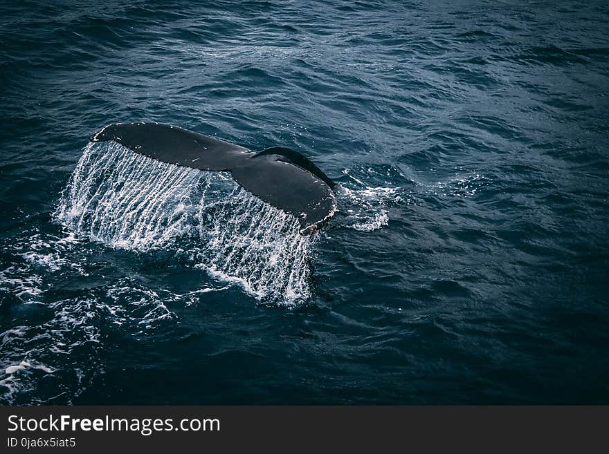 Photography of Whale Tail On Water Surface