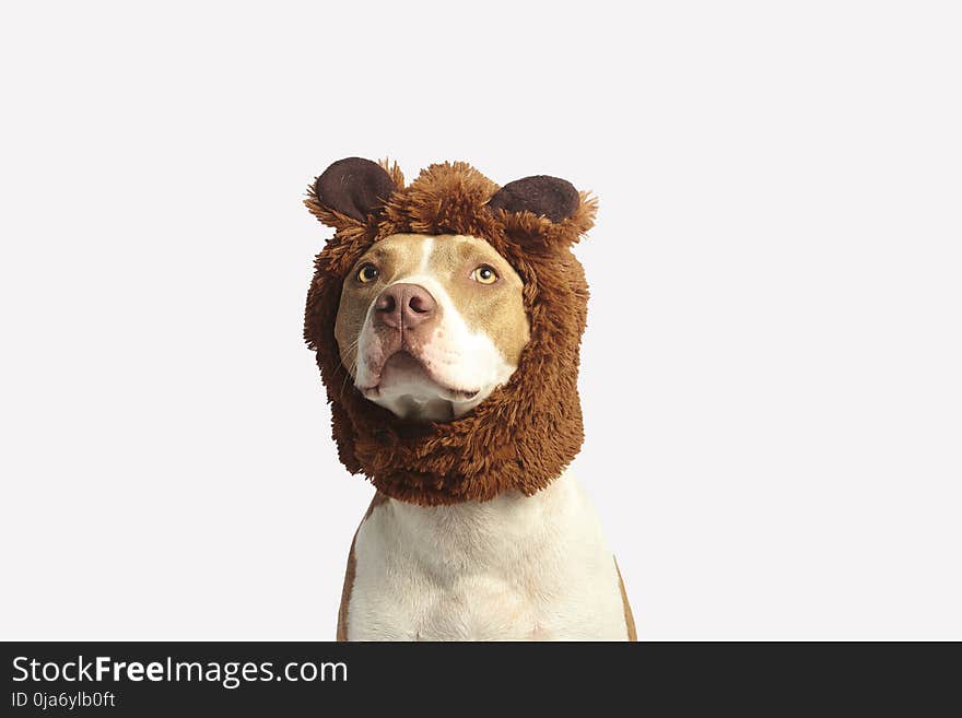 Brown and White American Pit Bull Terrier With Brown Costume