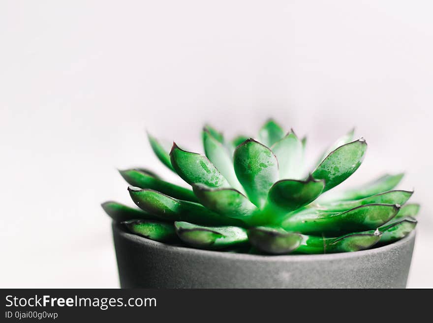 Closeup Photography of Green Succulent Plant in Gray Pot