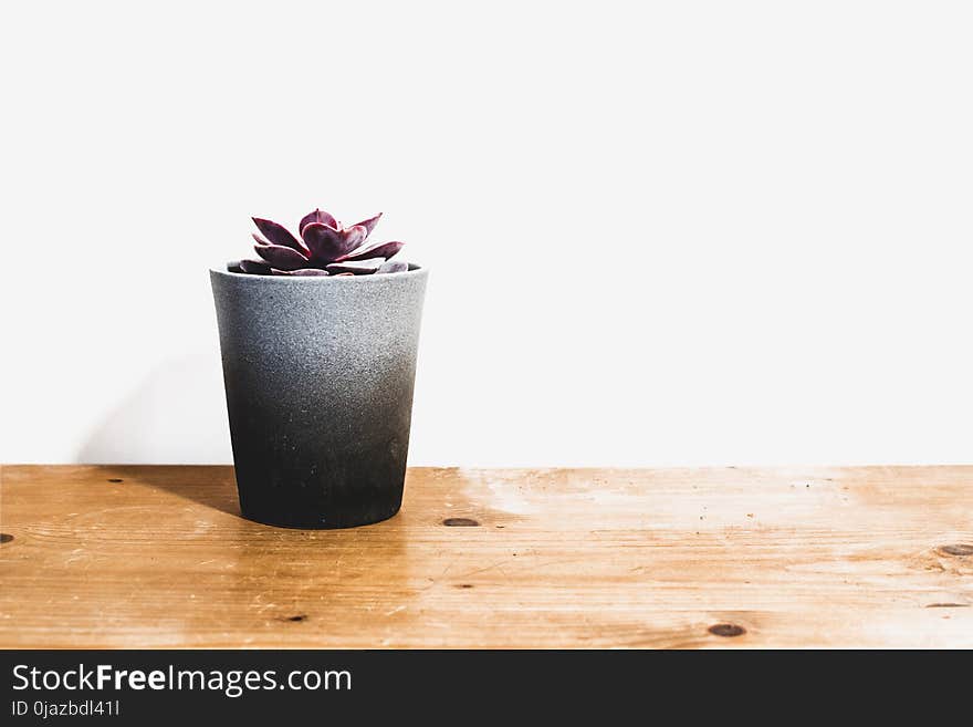 Purple Indoor Potted Plant