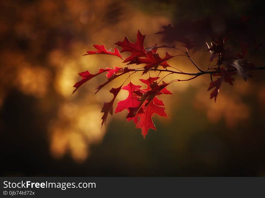 Red, Leaf, Nature, Maple Leaf