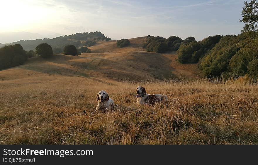 Ecosystem, Grassland, Hill, Pasture