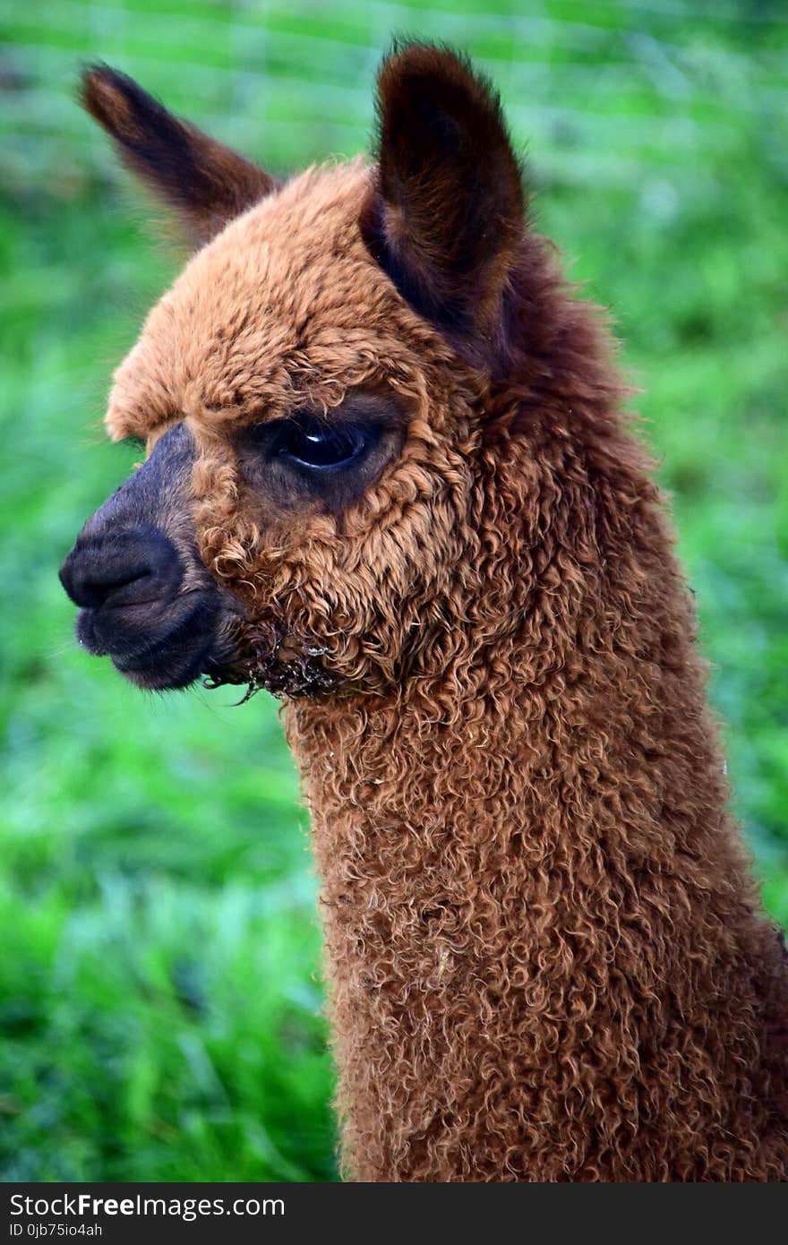 Alpaca, Camel Like Mammal, Fauna, Llama