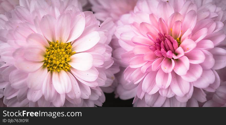 Flower, Pink, Petal, Chrysanths