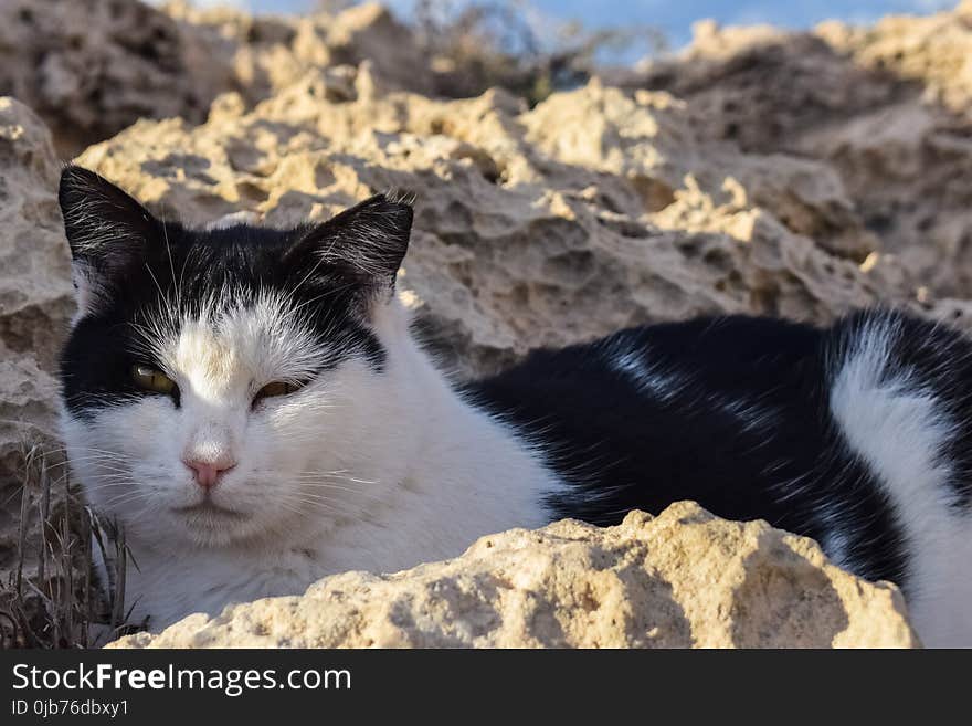 Cat, Small To Medium Sized Cats, Fauna, Whiskers