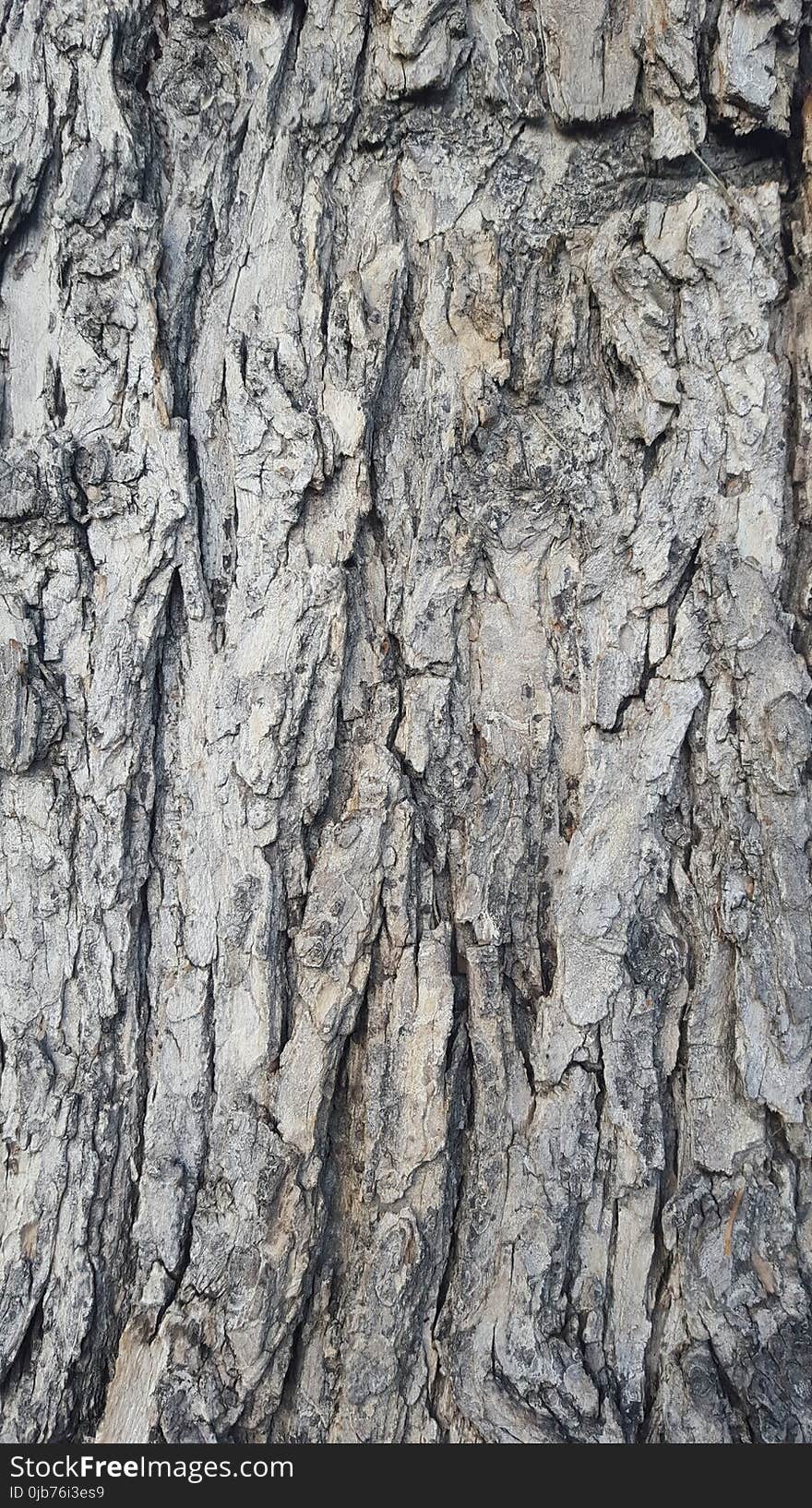 Tree, Woody Plant, Trunk, Wood