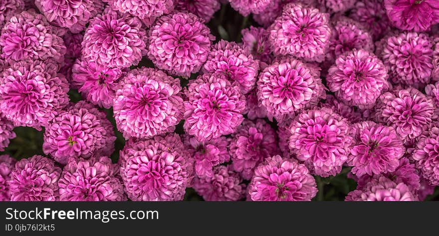 Flower, Pink, Purple, Flora