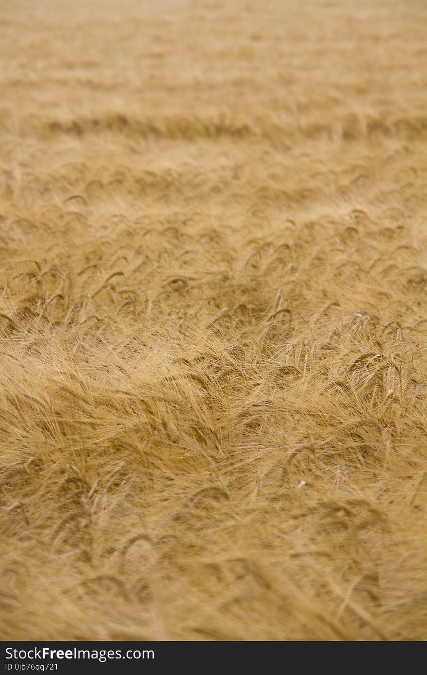 Grass Family, Straw, Field, Grain