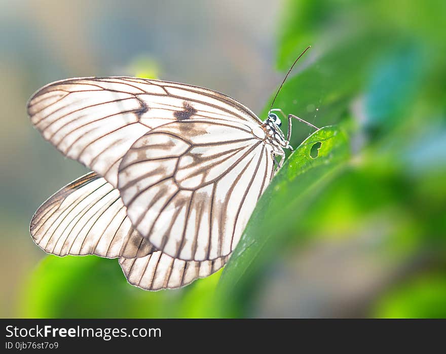 Butterfly, Insect, Moths And Butterflies, Invertebrate