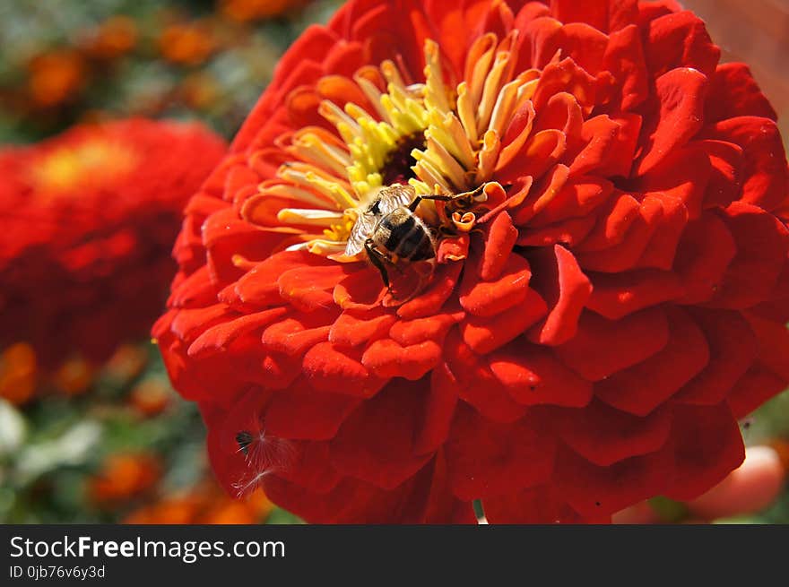 Flower, Nectar, Pollen, Flora