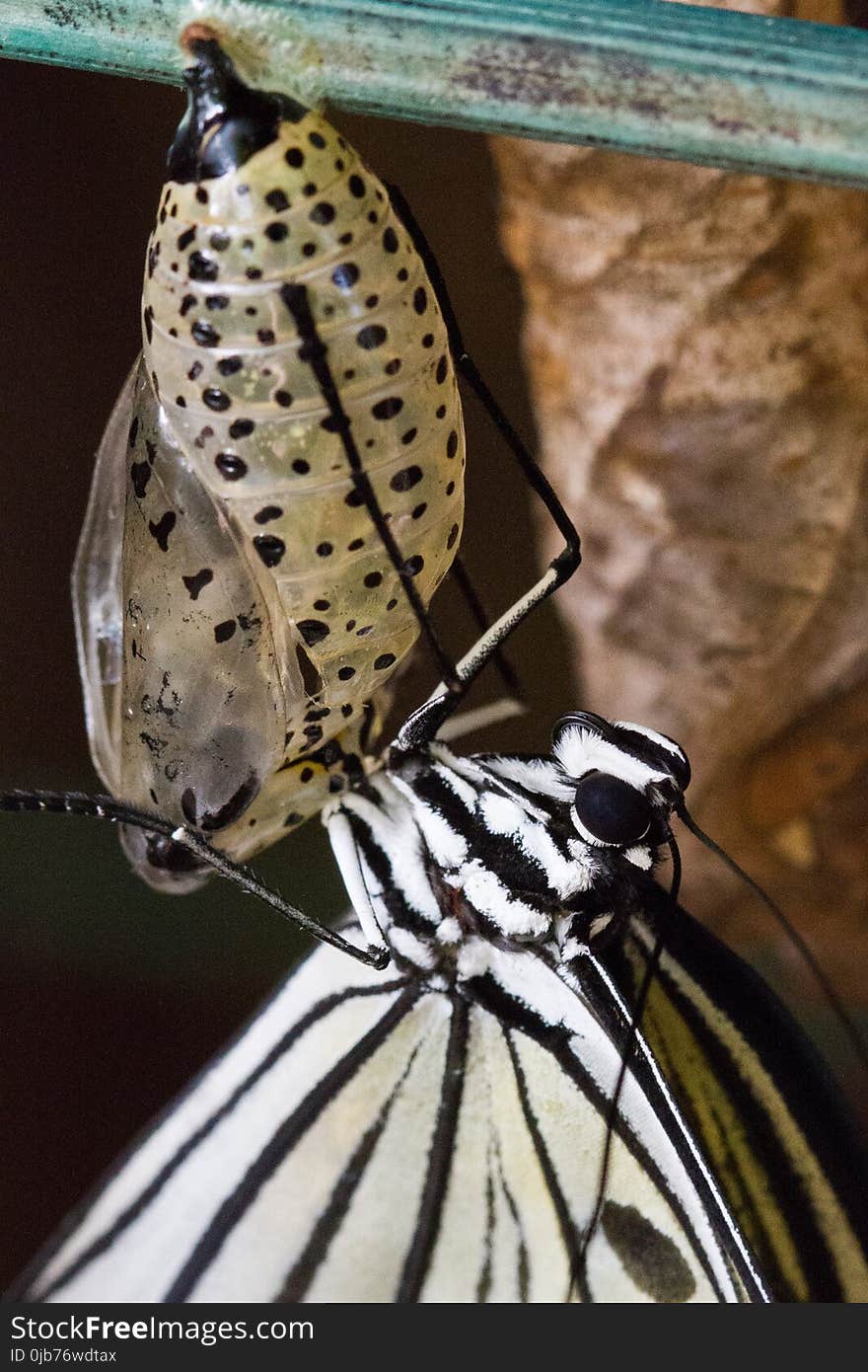 Butterfly, Moths And Butterflies, Insect, Invertebrate