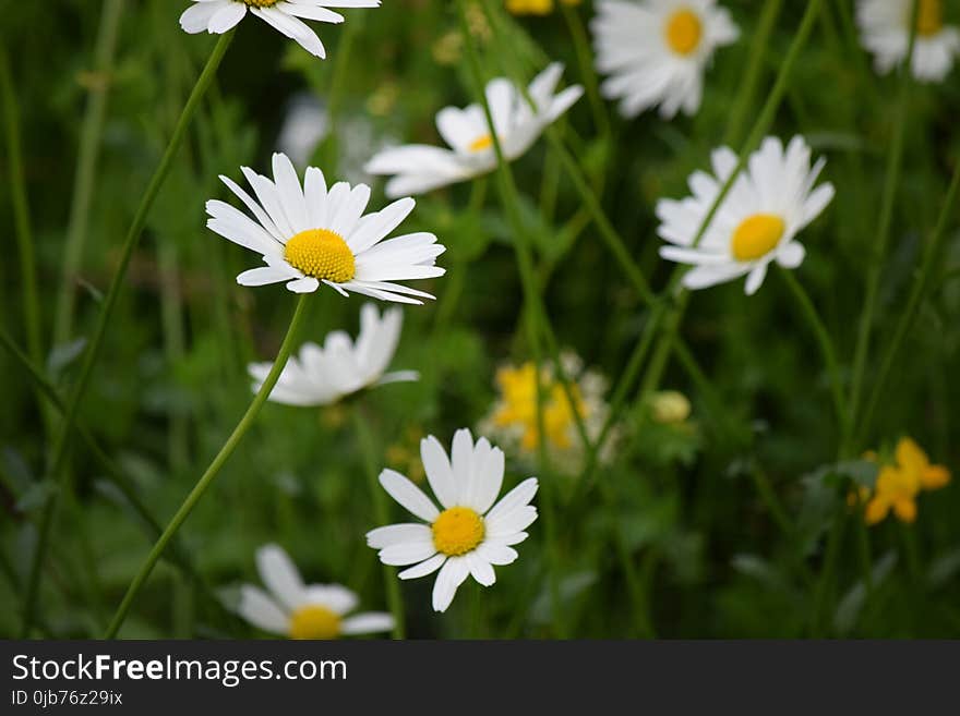 Flower, Oxeye Daisy, Meadow, Flora