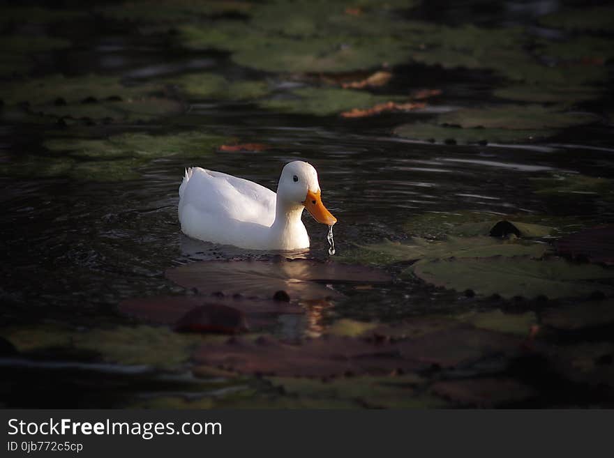 Bird, Water Bird, Duck, Beak