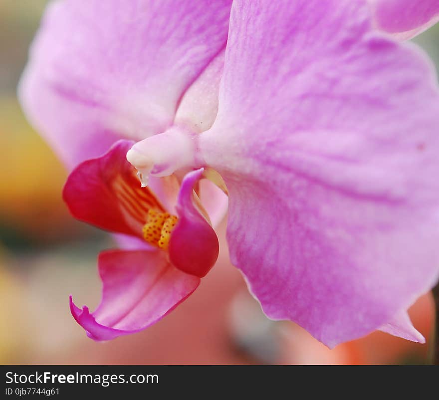 Flower, Pink, Flowering Plant, Flora