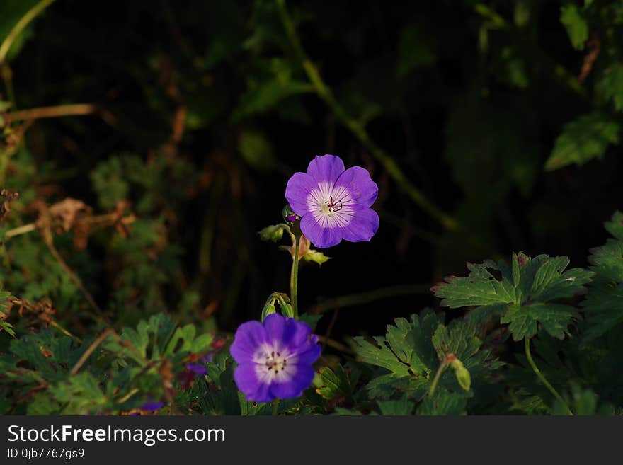 Flower, Plant, Flowering Plant, Flora