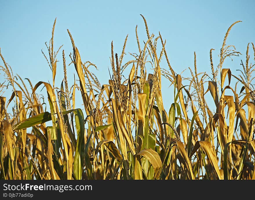 Field, Food Grain, Crop, Sky