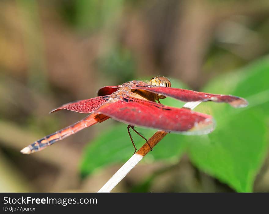 Insect, Dragonfly, Dragonflies And Damseflies, Macro Photography