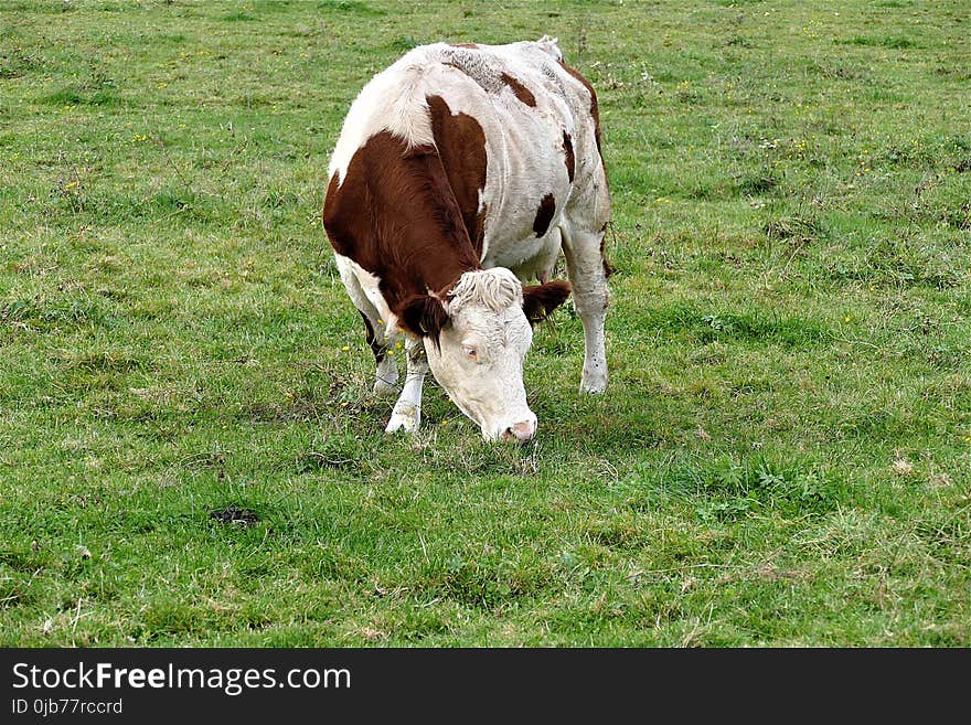 Cattle Like Mammal, Pasture, Grazing, Grassland