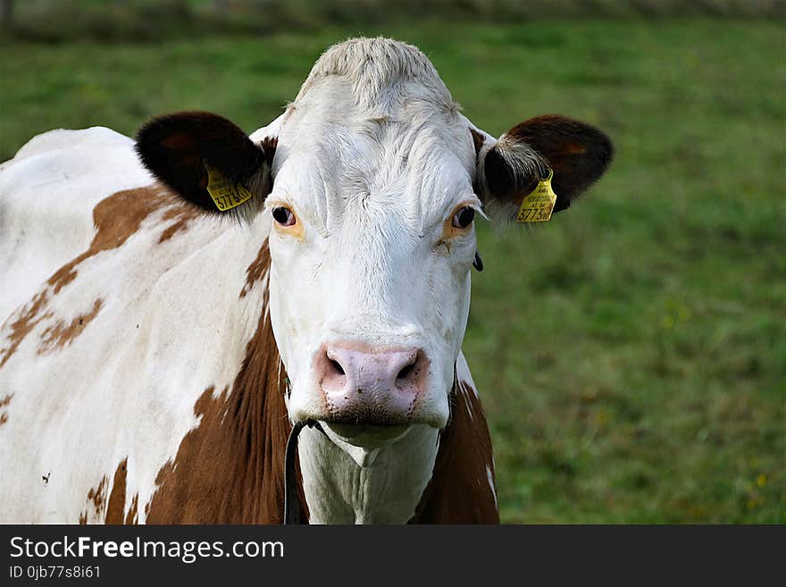 Cattle Like Mammal, Dairy Cow, Fauna, Horn