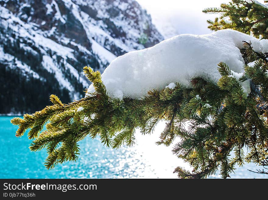 Snow, Winter, Tree, Pine Family