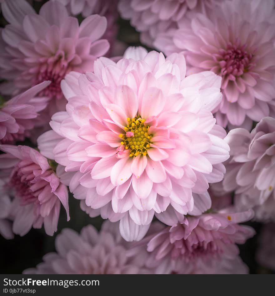 Flower, Pink, Purple, Flora