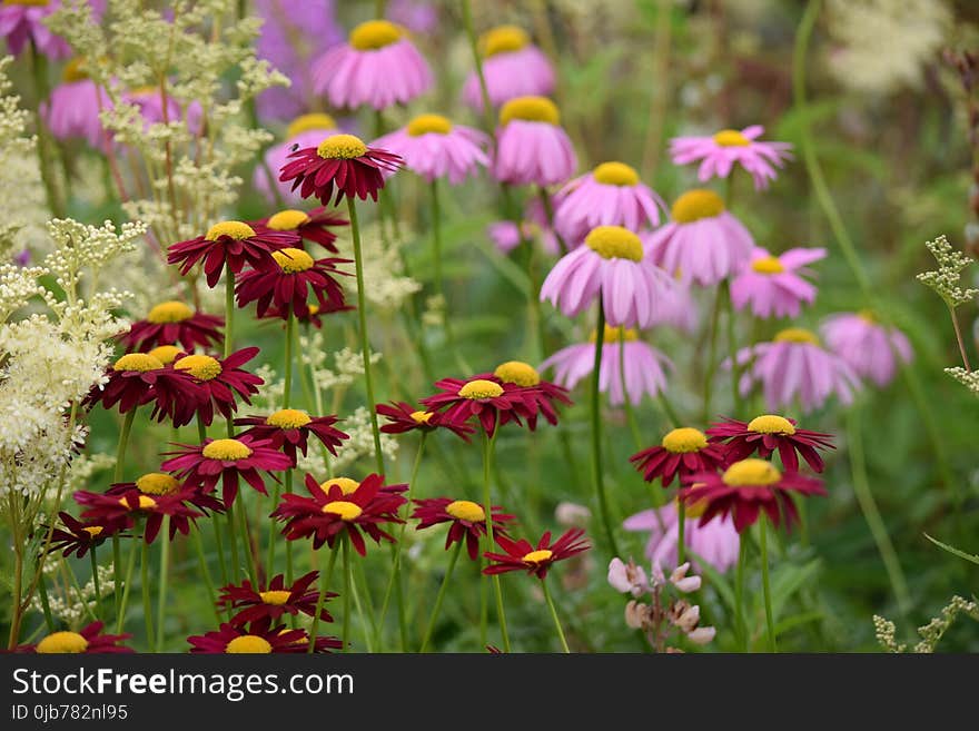 Flower, Plant, Flora, Flowering Plant