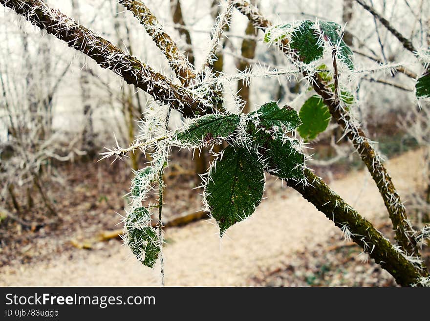 Leaf, Plant, Vegetation, Flora