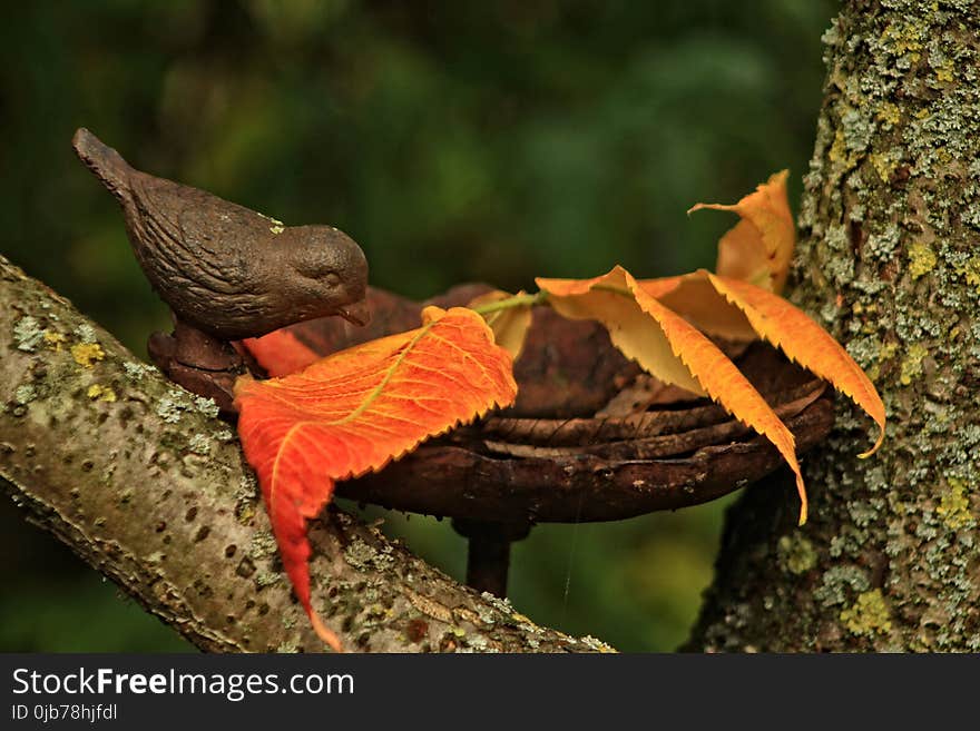 Leaf, Fauna, Bird, Beak