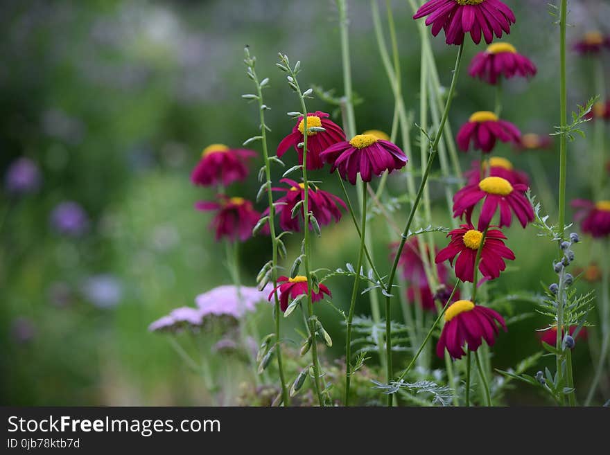 Flower, Plant, Flora, Wildflower