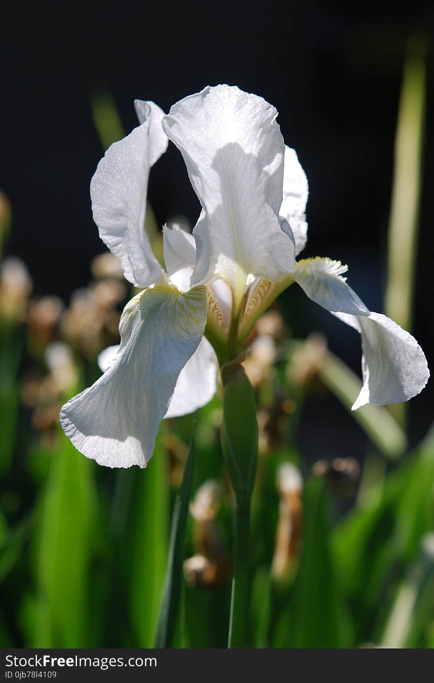 Flower, White, Plant, Flora