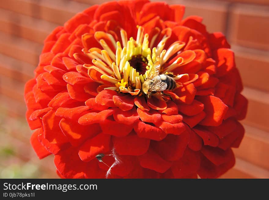 Flower, Orange, Petal, Gerbera