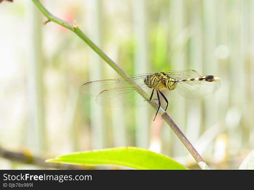 Dragonfly, Insect, Dragonflies And Damseflies, Invertebrate