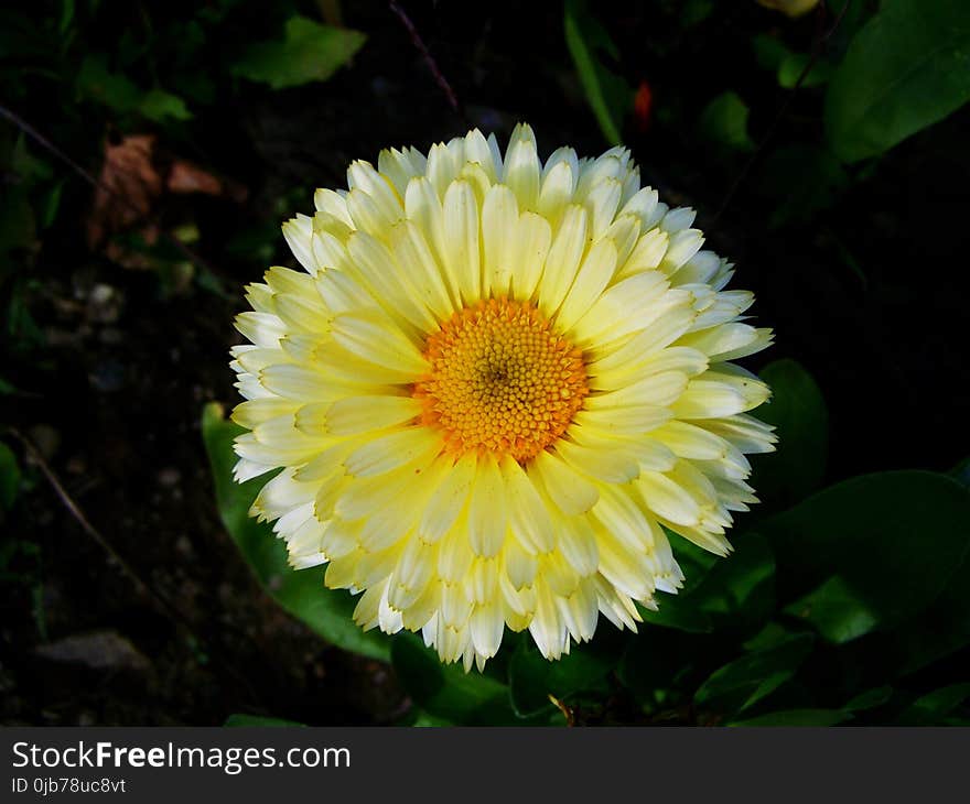 Flower, Flora, Plant, Daisy