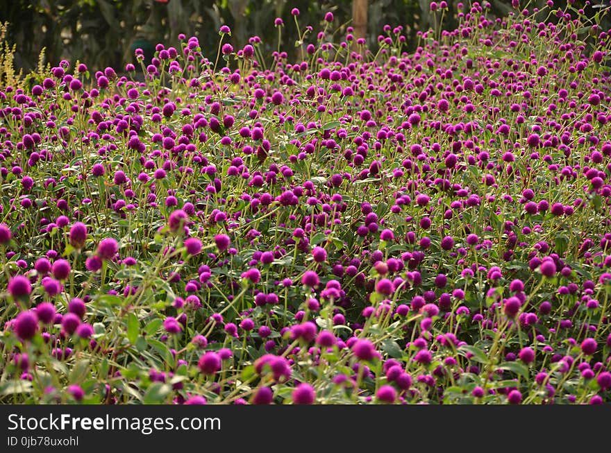 Plant, Flower, Flora, Groundcover